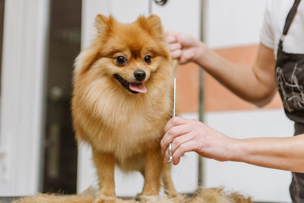 grooming dogs Spitz Pomeranian in the cabin. Professional care for the dog.
