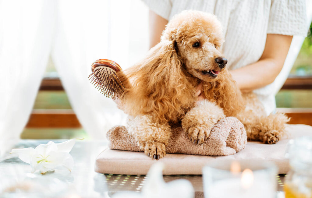 Woman scratching dog with a brush. Spa still life with aromatic