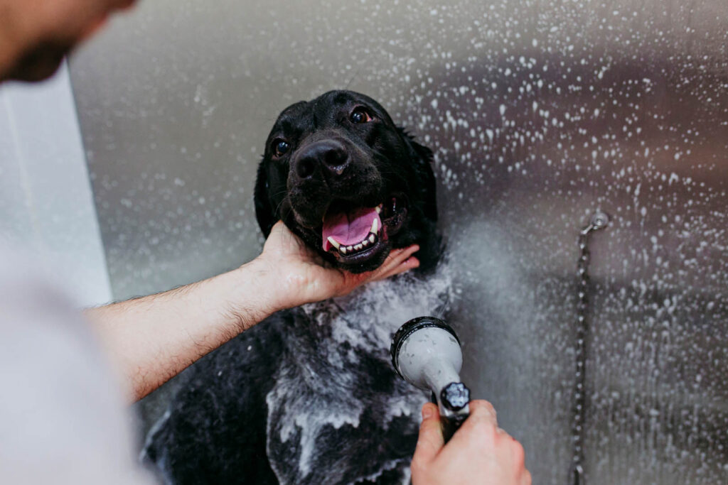 young man washing and cleaning a black labrador in grooming salon. animals clean and healthy concept.