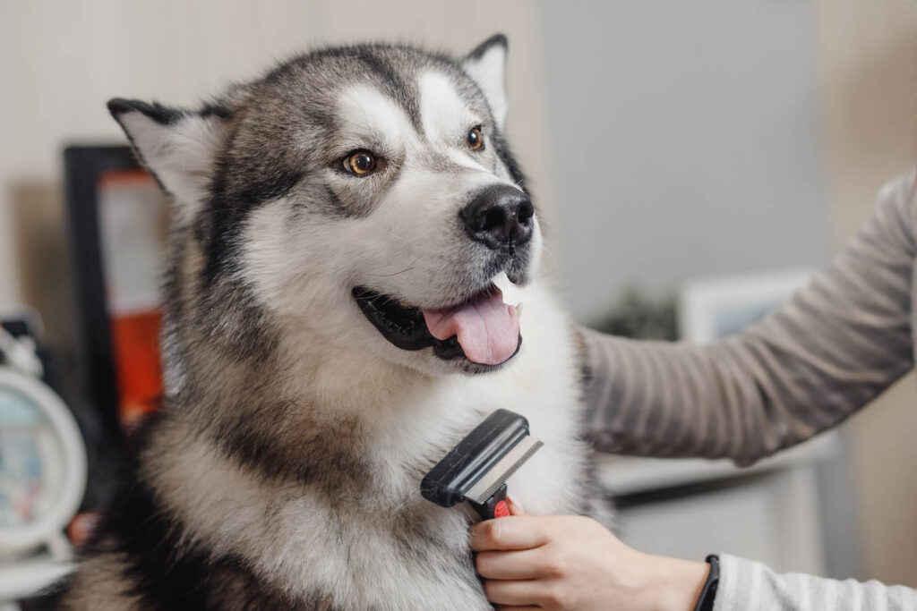 Big husky with brown eyes looking into frame, her neck combed brush.
